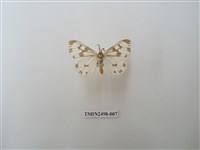 藏品(粉蝶燈蛾)的圖片